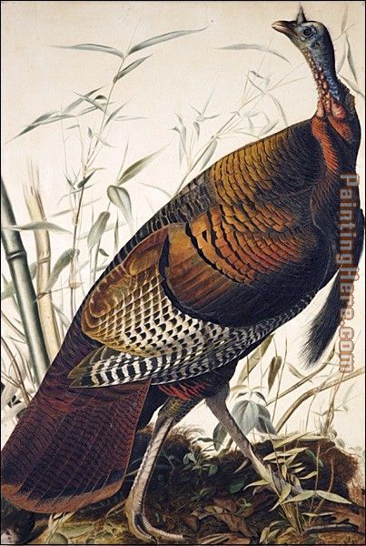 Wild Turkey painting - John James Audubon Wild Turkey art painting